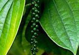 01Black_Pepper_Web.jpg