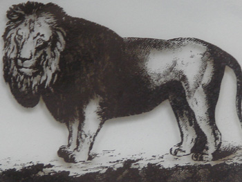 LION SHARE